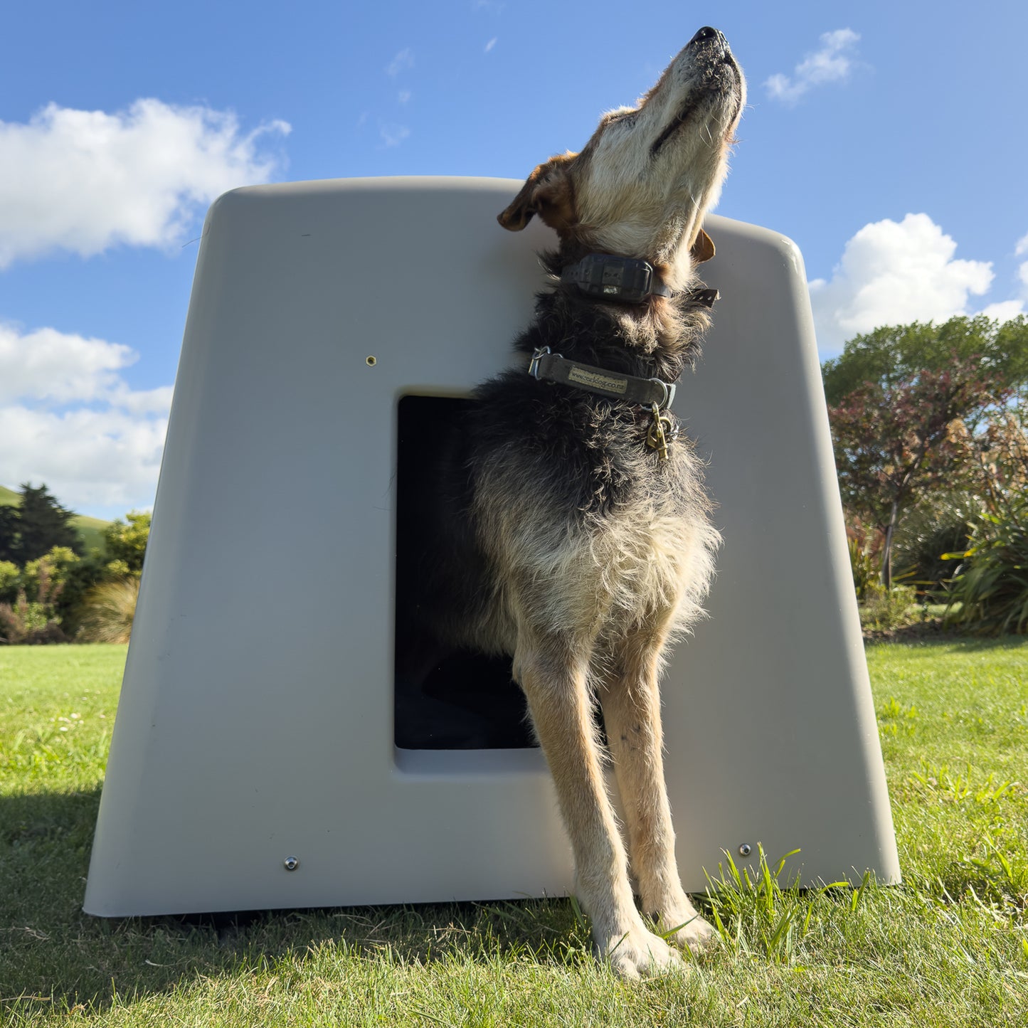 Outdoor premium Thermokennel with flaps removed and dog partially out of kennel