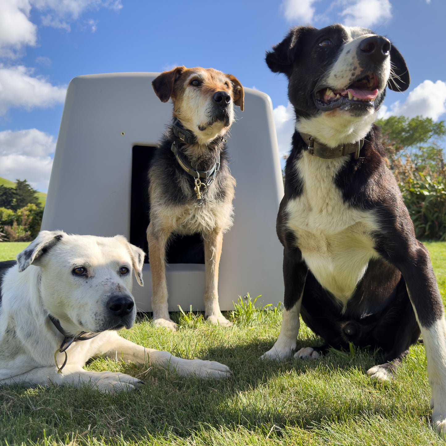 3 dogs outside the themrokennel in sun with flaps removed 