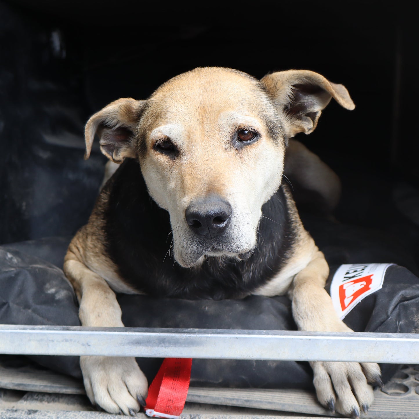 Dog in truck dog box on Tussock Mini Dog Bed