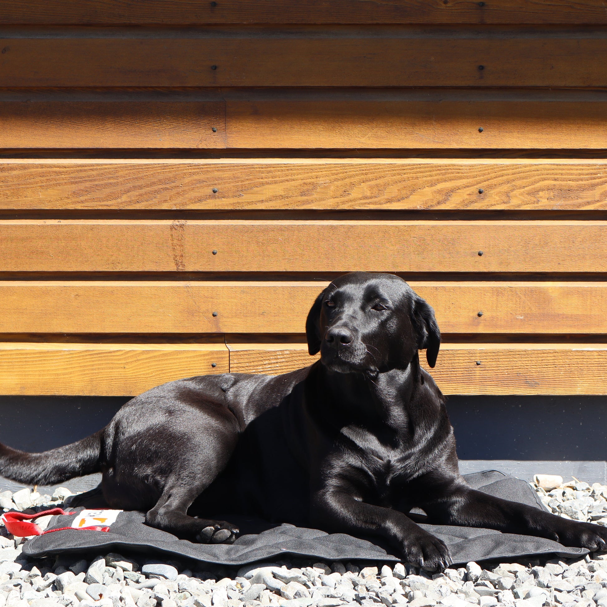 Tussock Dog Mat made for large and small dogs from premium nz made products with durable canvas and New Zealand wool