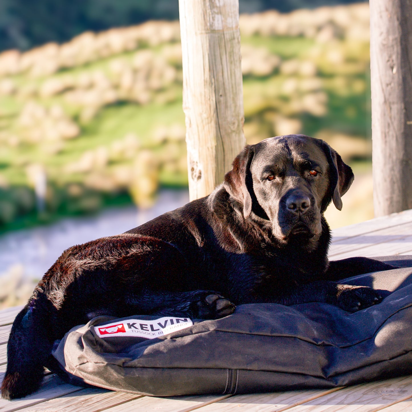 Large outdoor Tussock Dog bed on deck, made using durable canvas with NZ wool knops filling