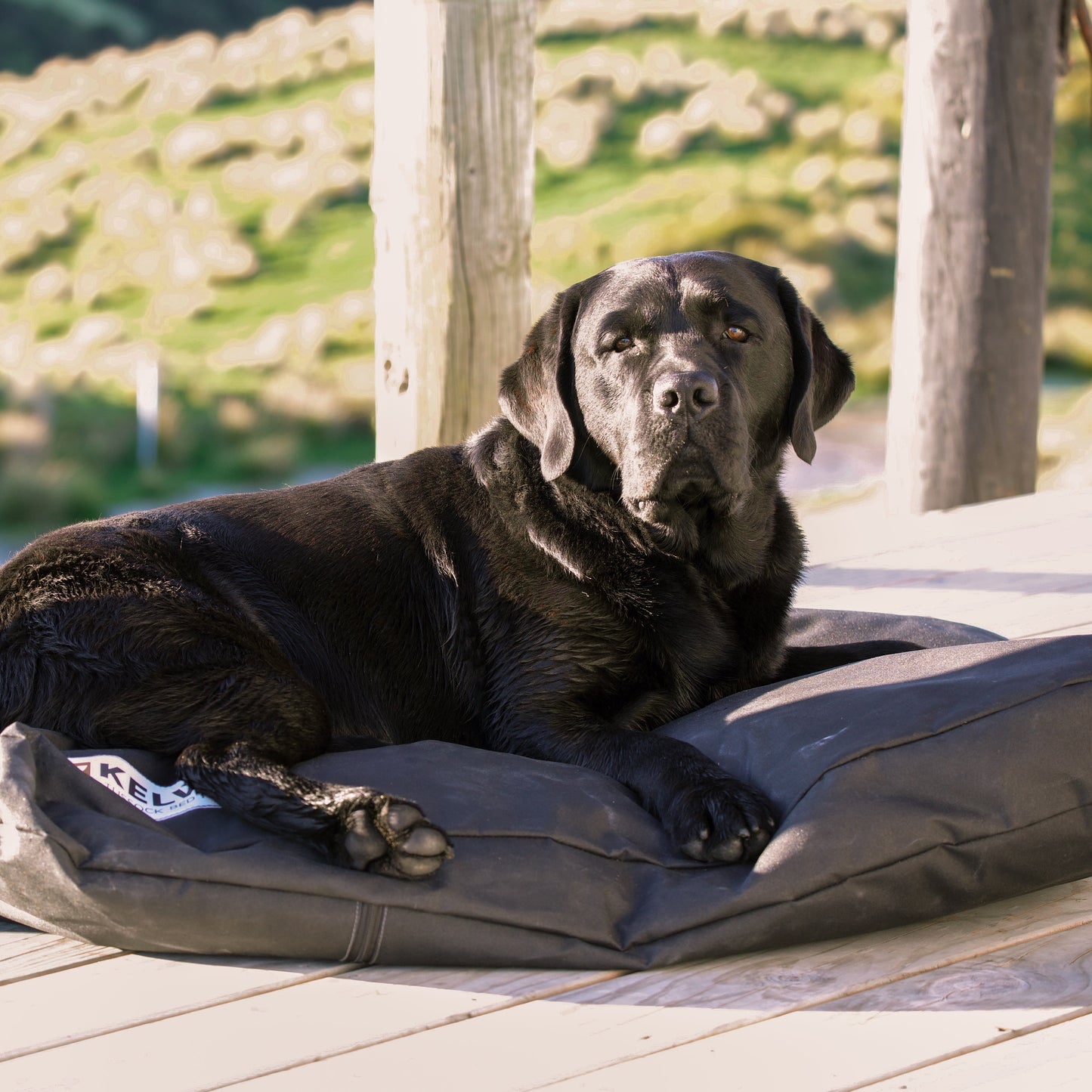 Black dog laying on deck in sun on Tussock Dog bed